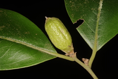 Diospyros oocarpa